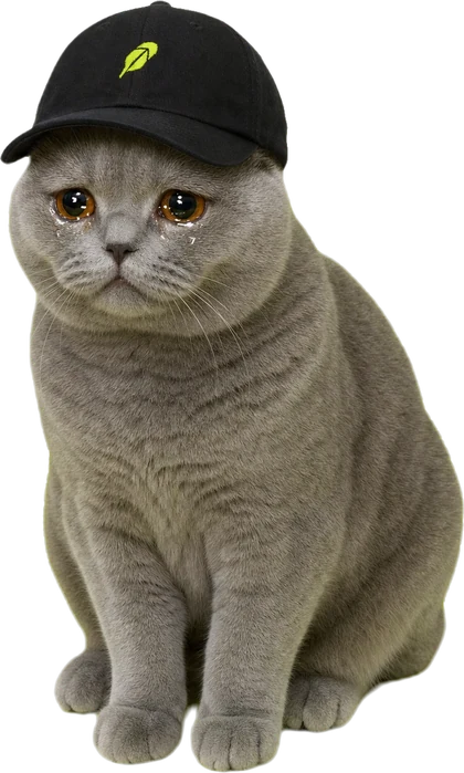 Grey cat wif cap, crying