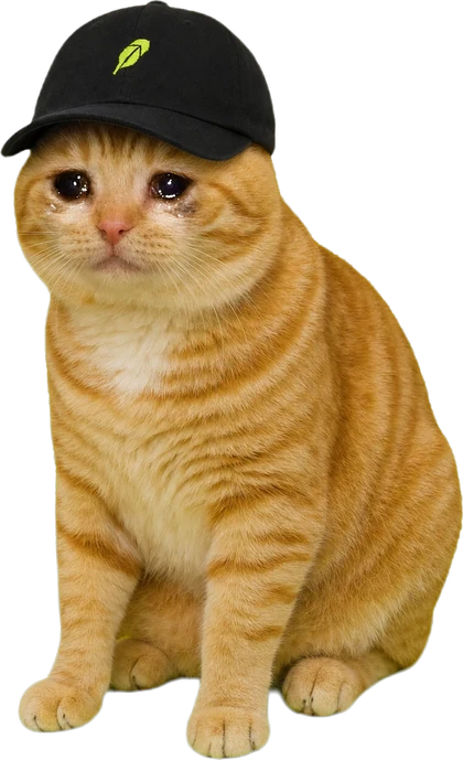 Orange tabby wif cap, crying