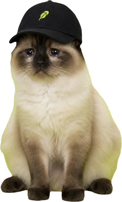 Siamese cat wif cap, crying